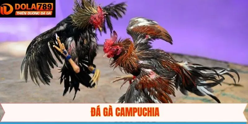 Đá Gà Campuchia - Những Trận Chiến Đỉnh Cao Giữa Các Chiến Kê