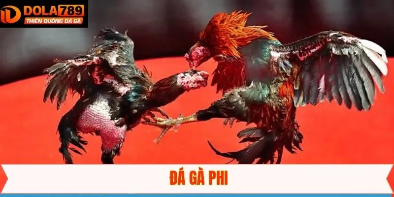 Đá Gà Phi - Mãn Nhãn Với Những Trận Đấu Kê Đỉnh Cao