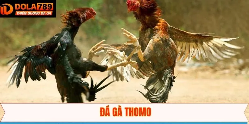 Đá Gà Thomo - Mở Ra Cơ Hội Theo Dõi Những Trận Đấu Mãn Nhãn
