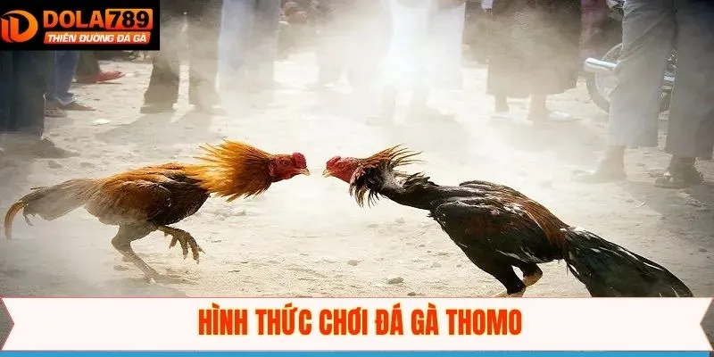 Giới thiệu các hình thức đá gà Thomo hấp dẫn