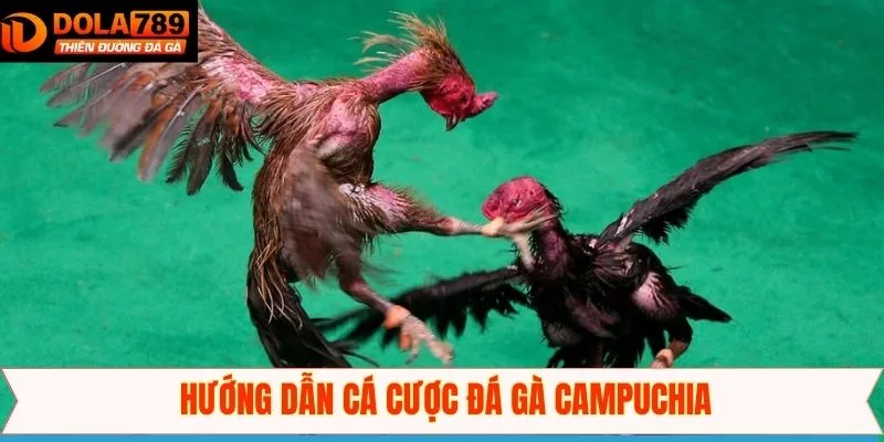 Tiến trình tham gia chọi kê Campuchia chi tiết nên nắm