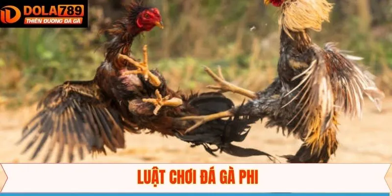 Nắm rõ nguyên tắc đá gà Phi chuẩn nhất
