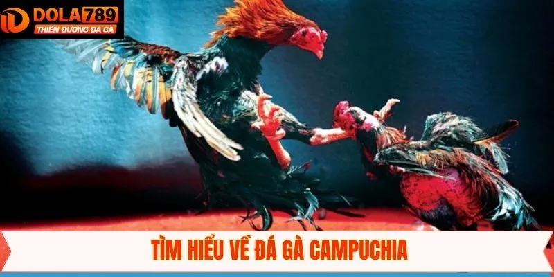 Thông tin đôi nét về hình thức chọi kê Campuchia