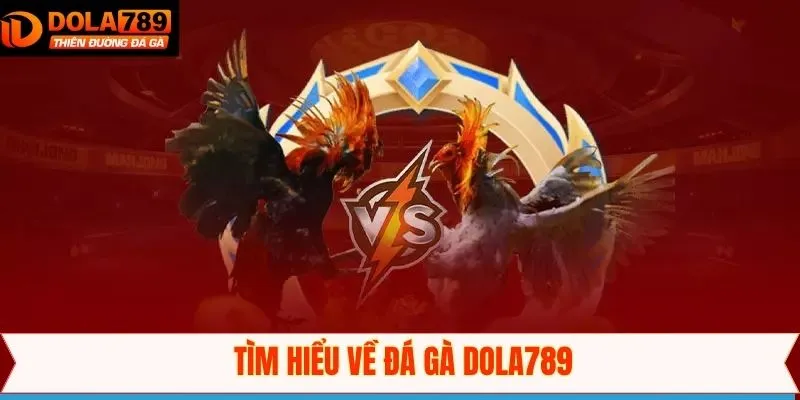Khám phá tổng quan sân chơi đá kê Dola789 đỉnh cao