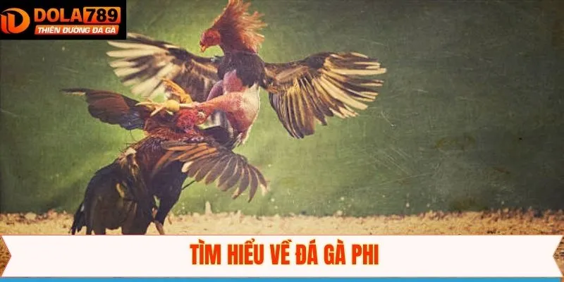 Thông tin giới thiệu sơ lược về hình thức chọi gà Phi