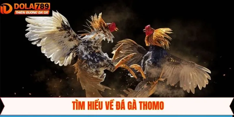 Sơ lược về thông tin cơ bản của đá gà Thomo
