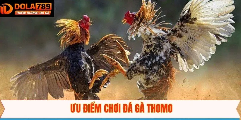 Những ưu điểm nổi bật khiến hình thức đá gà giữ được sức hút lớn